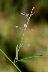 Desmodium strictum
