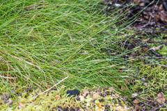 Carex longifructus