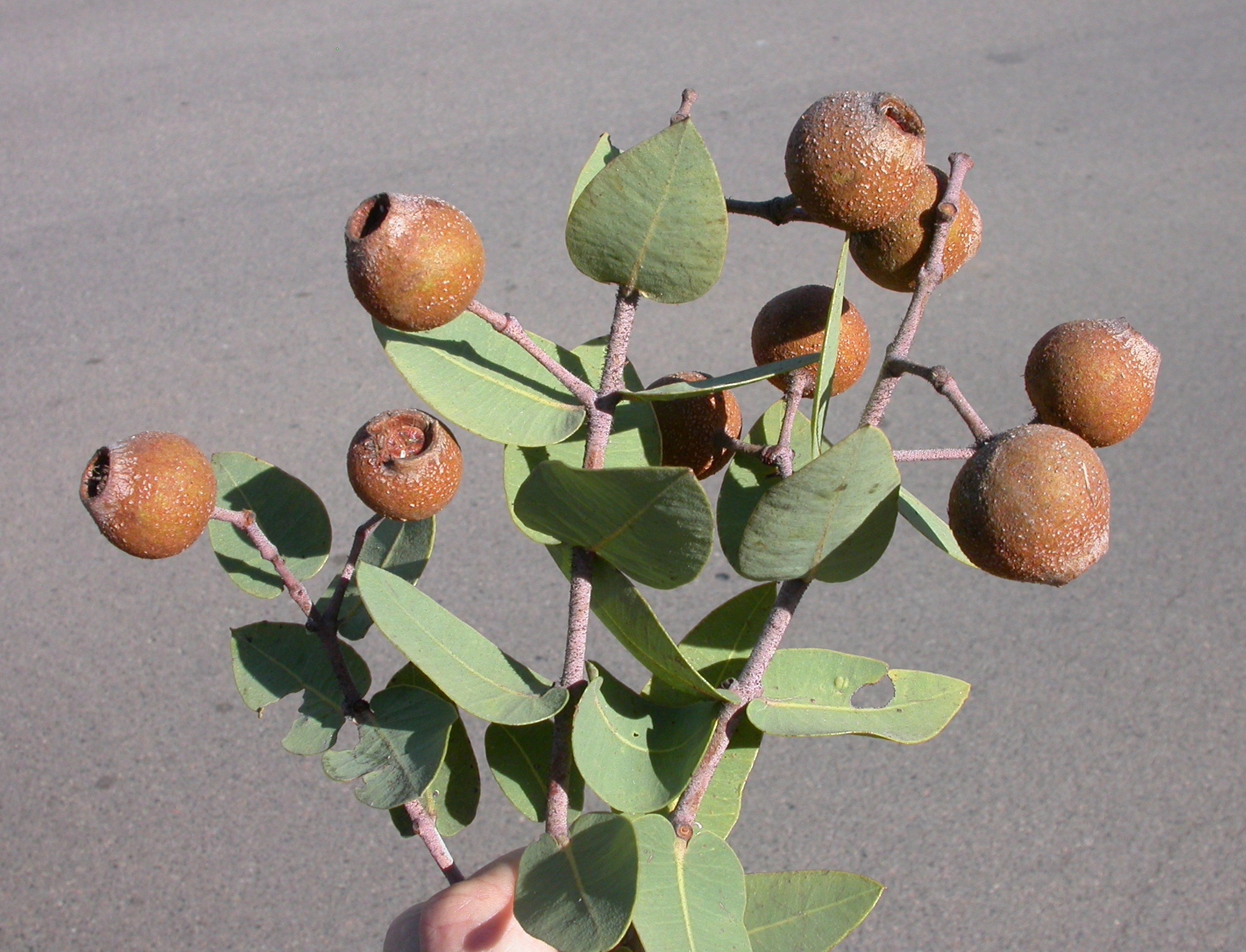 Corymbia setosa