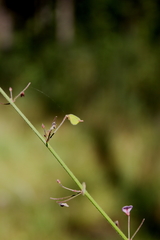 Desmodium strictum