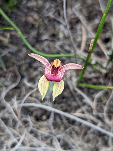 Image of Caladenia discoidea by no rights reserved
