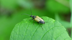 Trigonarthris proxima