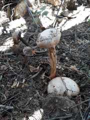 Battarreoides diguetii