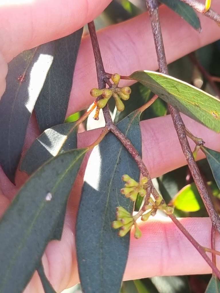 narrowleaf peppermint gum from Mount Martha VIC 3934, Australia on