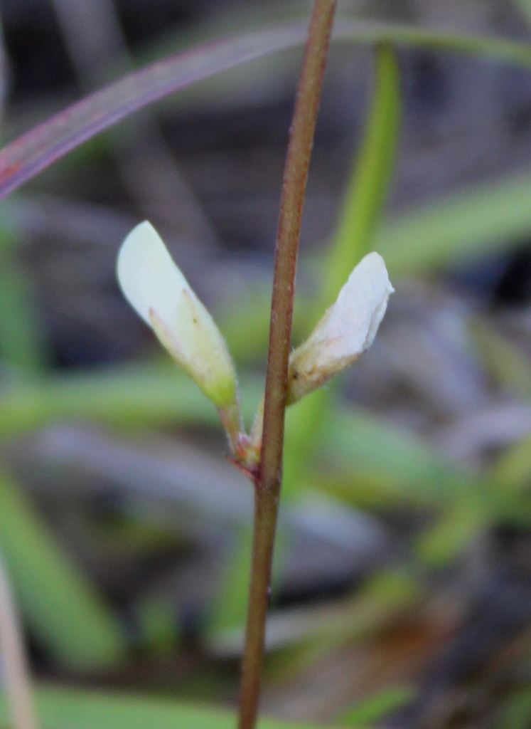Erect Milkpea