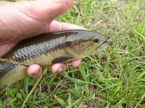 Aimara jeju (Hoplerythrinus unitaeniatus) — Erythrinidae — 3