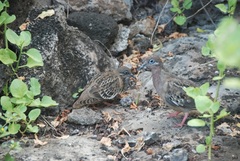 Zenaida galapagoensis