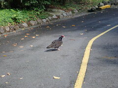 Cathartes aura image