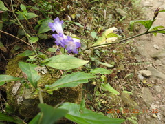 Strobilanthes pentastemonoides