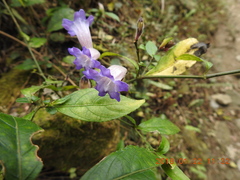 Strobilanthes pentastemonoides