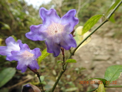Strobilanthes pentastemonoides