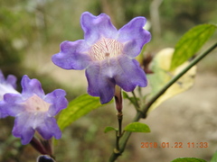 Strobilanthes pentastemonoides