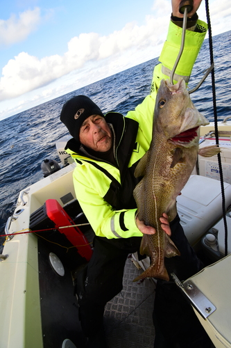Atlantic Cod