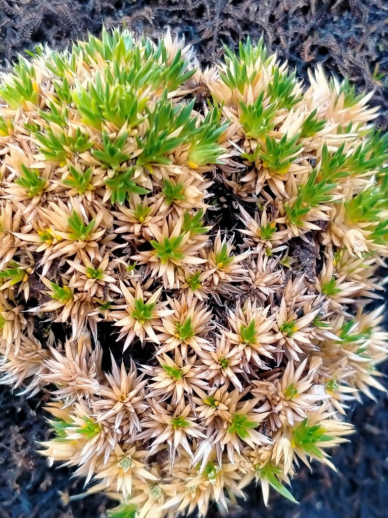 Colobanthus hookeri