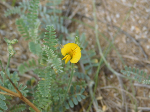 Adesmia incana