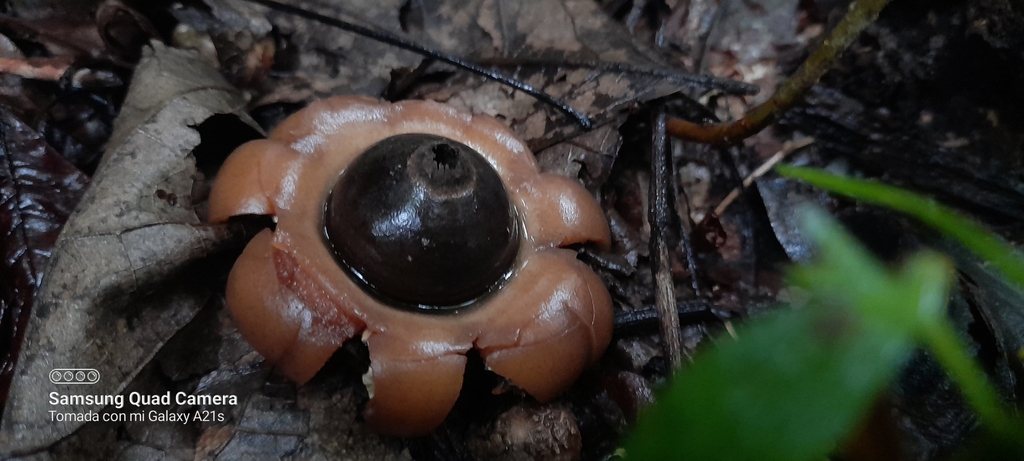 Geastrum saccatum · September 2023 · photo: © carlosceballos2416 (iNaturalist, cc0)