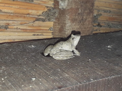 Scinax acuminatus