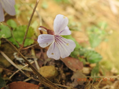 Viola formosana
