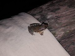 Scinax nasicus