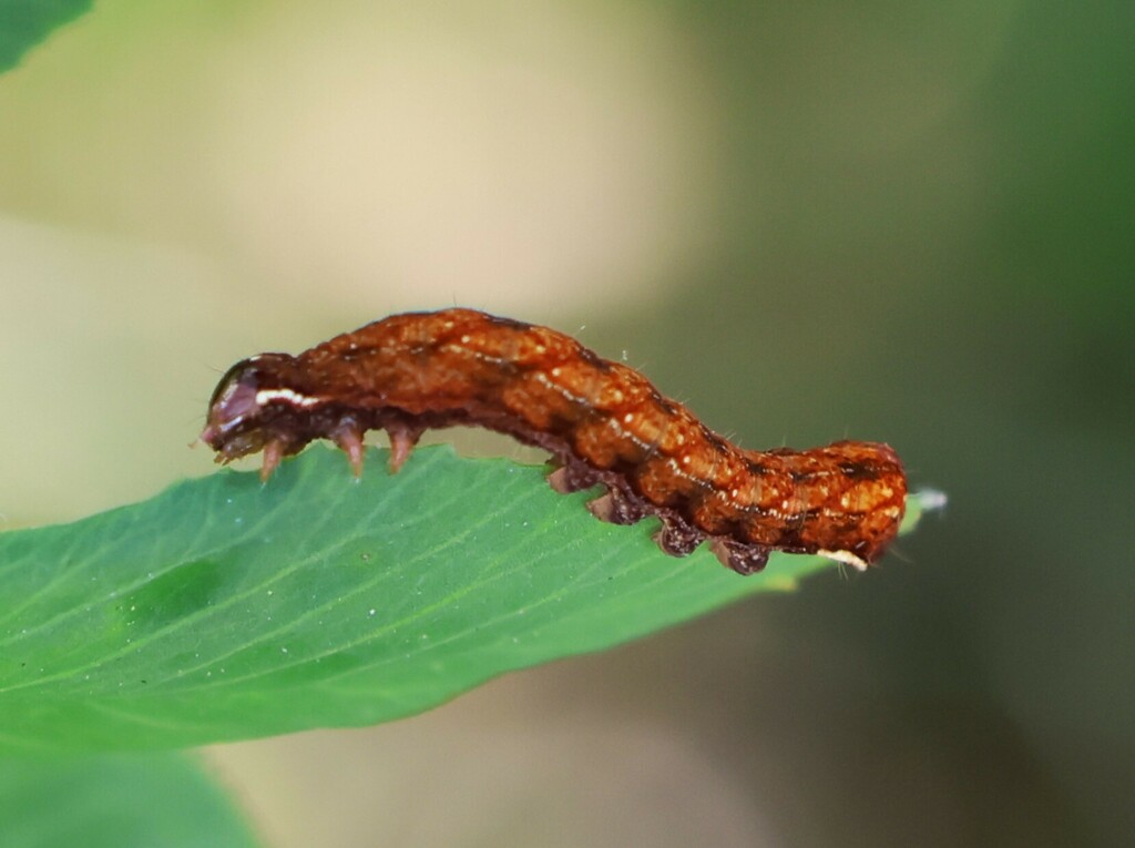 Common Hyppa Moth