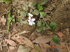 Viola formosana