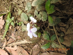 Viola formosana