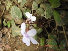 Viola formosana