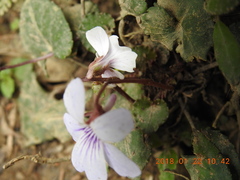 Viola formosana