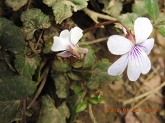 Viola formosana