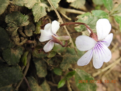Viola formosana