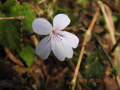 Viola formosana
