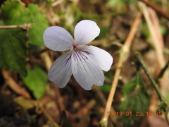Viola formosana