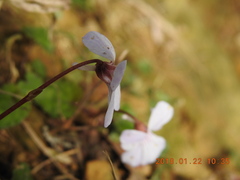 Viola formosana