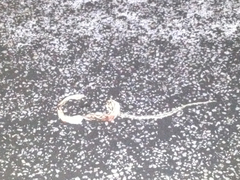 Bogertophis subocularis