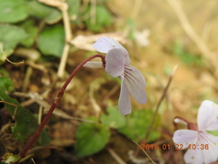Viola formosana