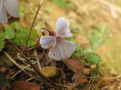 Viola formosana
