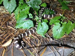 Bungarus multicinctus multicinctus