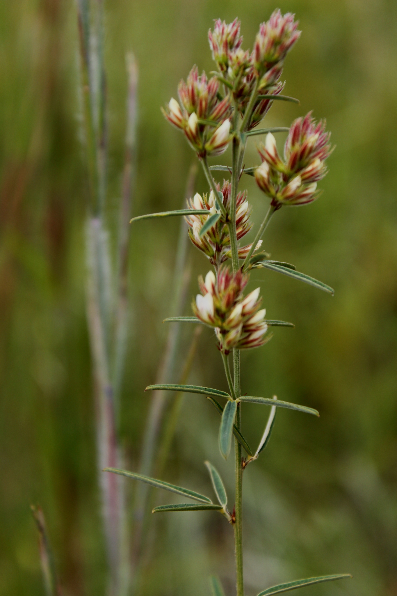 Lespedeza angustifolia