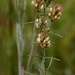 Narrow-leaved Bush Clover - Photo (c) Alvin Diamond, some rights reserved (CC BY-NC), uploaded by Alvin Diamond