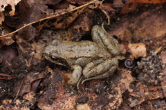 Rana temporaria