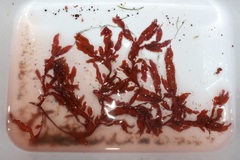 Botryocarpa prolifera