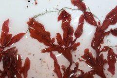 Botryocarpa prolifera