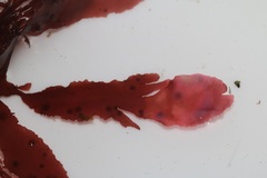 Botryocarpa prolifera