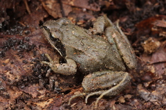 Rana temporaria