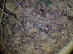 Bungarus multicinctus multicinctus