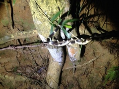 Bungarus multicinctus multicinctus