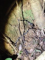 Bungarus multicinctus multicinctus