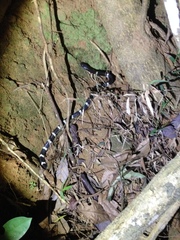 Bungarus multicinctus multicinctus