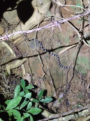 Bungarus multicinctus multicinctus