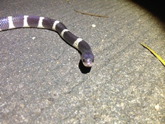 Bungarus multicinctus multicinctus